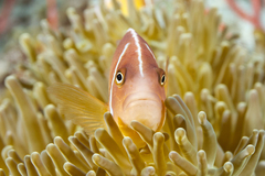False Skunkstriped Anemonefish photo 5