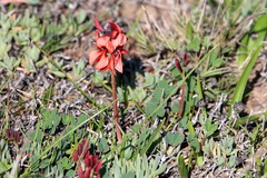 Indigofera procumbens