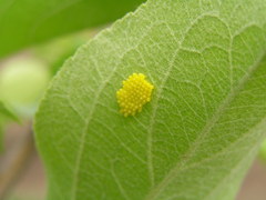 Aporia crataegi