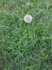 Taraxacum officinale