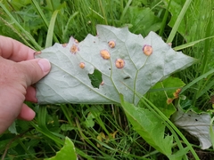 Puccinia poarum