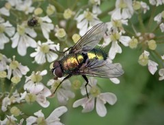 Lucilia bufonivora