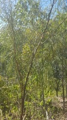 Grevillea parallela