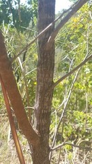 Grevillea parallela