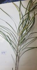 Grevillea parallela
