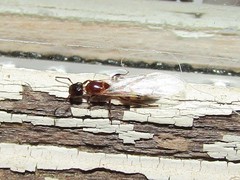 Colobopsis impressa