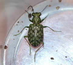 Elaphrus riparius