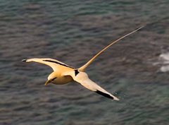 Phaethon lepturus fulvus