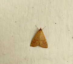 Ecpyrrhorrhoe damastesalis