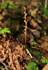 Neottia acuminata