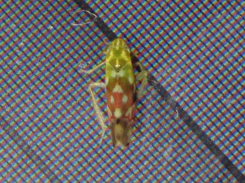 Erythroneura reflecta photo 4