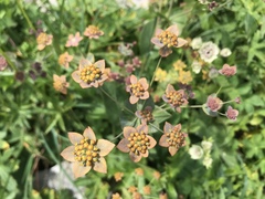 Bupleurum longifolium