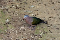 Chalcophaps indica natalis