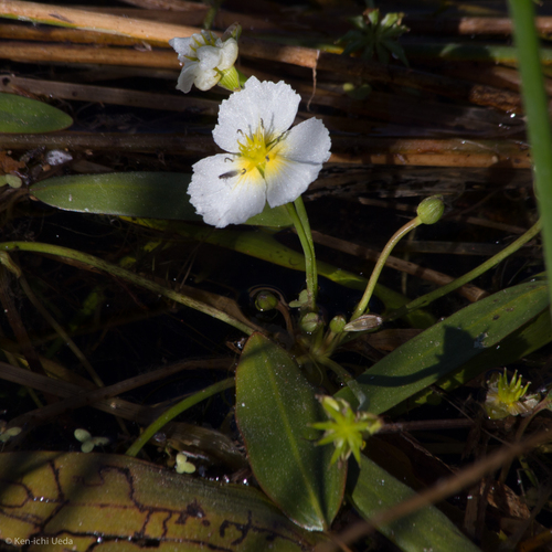 California damsonium (Damasonium californicum)