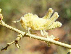 Ecphantus quadrilobus