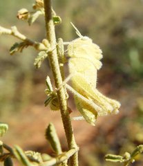 Ecphantus quadrilobus