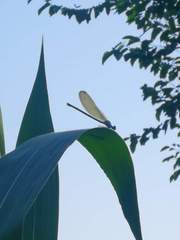 Calopteryx splendens