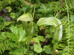Pterostylis monticola