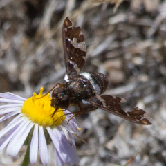 Exoprosopa caliptera