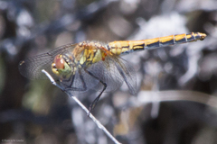 Sympetrum semicinctum occidentale