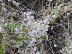 Cuscuta epithymum