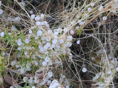Cuscuta epithymum