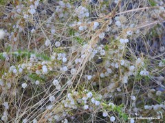 Cuscuta epithymum