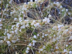 Cuscuta epithymum