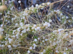 Cuscuta epithymum