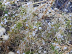 Cuscuta epithymum