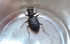 Elaphrus cupreus