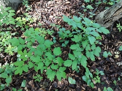 Actaea spicata
