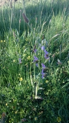 Ophrys apifera