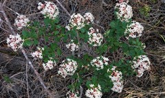 Pomaderris obcordata