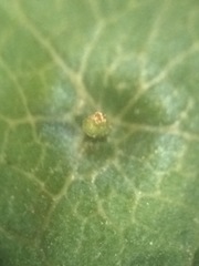 Pachypsylla celtidisasterisca