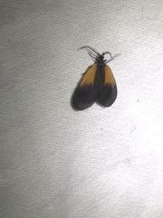 Pyromorpha dimidiata