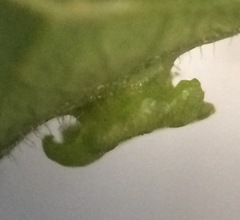 Pachypsylla celtidisasterisca