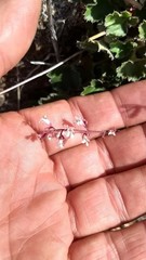 Heuchera brevistaminea