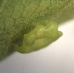 Pachypsylla celtidisasterisca