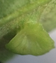 Pachypsylla celtidisasterisca