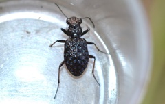 Elaphrus cupreus