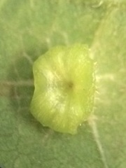 Pachypsylla celtidisasterisca