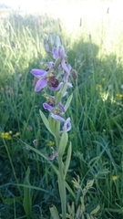 Ophrys apifera