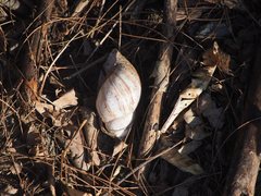 Lissachatina fulica