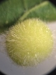 Celticecis pubescens