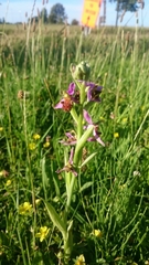 Ophrys apifera