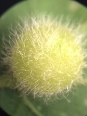 Celticecis pubescens