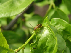 Phyllobrotica signata