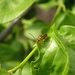 Phyllobrotica signata - Photo (c) insecta19,  זכויות יוצרים חלקיות (CC BY-NC), הועלה על ידי insecta19