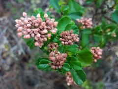 Pomaderris obcordata